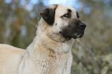 KANGAL 034